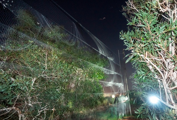 Fängisch aufgebautes illegales Vogelfangnetz © Komitee gegen den Vogelmord